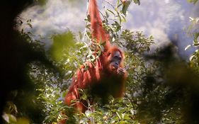 Lawang Inn Restaurant & Jungle Trek